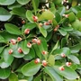 Kép 3/3 - Euonymus japonicus / Japán kecskerágó