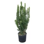 Kép 1/2 - Euonymus japonicus 'Benkomasaki' / Oszlopos kecskerágó