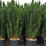 Kép 2/2 - Euonymus japonicus 'Benkomasaki' / Oszlopos kecskerágó