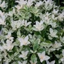 Kép 2/2 - Euonymus japonicus 'Pierrolino' / Japán kecskerágó