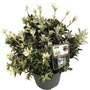 Kép 1/2 - Euonymus japonicus 'Pierrolino' / Japán kecskerágó