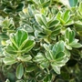 Kép 2/2 - Euonymus japonicus 'President Gauthier' / Tarka levelű törpe japán kecskerágó