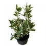Kép 1/2 - Euonymus japonicus 'President Gauthier' / Tarka levelű törpe japán kecskerágó