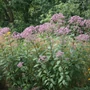 Kép 2/2 - Eupatorium maculatum / Sédkender