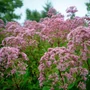 Kép 2/2 - Eupatorium maculatum 'Little Pye' / Sédkender