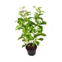 Kép 1/2 - Eupatorium purpureum / Sédkender