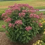 Kép 2/2 - Eupatorium purpureum 'Ruby' / Sédkender