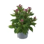 Kép 1/2 - Eupatorium purpureum 'Ruby' / Sédkender