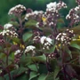 Kép 2/3 - Eupatorium rugosum 'Chocolate' / Sédkender