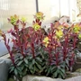 Kép 2/2 - Euphorbia amygdaloides 'Purpurea'