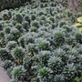 Kép 2/3 - Euphorbia amygdaloides var. Robbiae / Erdei kutyatej