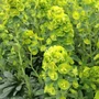 Kép 3/3 - Euphorbia amygdaloides var. Robbiae / Erdei kutyatej