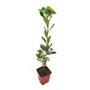 Kép 1/3 - Euphorbia amygdaloides var. Robbiae / Erdei kutyatej