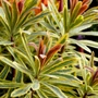 Kép 2/2 - Euphorbia x martinii 'Ascot Rainbow' / Sárga - tarka levelű évelő kutyatej