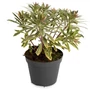 Kép 1/2 - Euphorbia x martinii 'Ascot Rainbow' / Sárga - tarka levelű évelő kutyatej