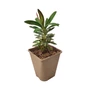 Kép 1/2 - Euphorbia characias 'Galaxy Glow' / Zöld levelű évelő kutyatej