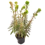 Kép 1/2 - Euphorbia characias 'Galaxy Glow' / Zöld levelű évelő kutyatej