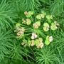 Kép 2/2 - Euphorbia cyparissias / Farkas kutyatej