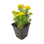 Kép 1/2 - Euphorbia cyparissias / Farkas kutyatej