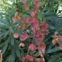 Kép 2/2 - Euphorbia characias 'Galaxy Glow' / Zöld levelű évelő kutyatej