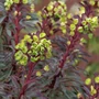 Kép 2/3 - Euphorbia 'Miner's Merlot' / Bordó levelű évelő kutyatej