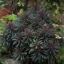 Kép 3/3 - Euphorbia 'Miner's Merlot' / Bordó levelű évelő kutyatej