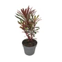 Kép 1/3 - Euphorbia 'Miner's Merlot' / Bordó levelű évelő kutyatej