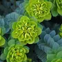 Kép 2/2 - Euphorbia myrsinites / Délszaki kutyatej