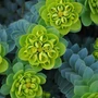 Kép 2/2 - Euphorbia myrsinites / Délszaki kutyatej