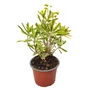 Kép 1/2 - Euphorbia x martinii 'Ascot Rainbow' / Sárga - tarka levelű évelő kutyatej