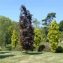 Kép 3/3 - Fagus sylvatica 'Dawyck Purple' / Oszlopos vérbükk fa