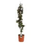 Kép 1/3 - Fagus sylvatica 'Dawyck Purple' / Oszlopos vérbükk