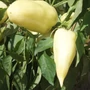 Kép 2/2 - 'Fehérözön' paprika palánta