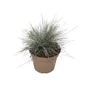 Kép 2/2 - Festuca glauca 'Elijah Blue' / Kék deres csenkesz
