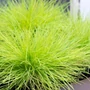 Kép 2/2 - Festuca glauca 'Golden Toupee' / Deres csenkesz