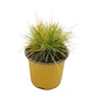 Kép 1/2 - Festuca glauca 'Golden Toupee' / Deres csenkesz