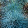 Kép 2/2 - Festuca glauca / Deres csenkesz