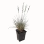 Kép 1/2 - Festuca pallens 'Glauca' / Deres csenkesz