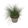 Kép 1/2 - Festuca glauca 'Sunrise' / Csenkesz