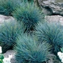 Kép 2/2 - Festuca pallens 'Glauca' / Deres csenkesz