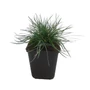 Kép 1/2 - Festuca glauca / Deres csenkesz
