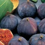 Kép 2/2 - Ficus carica 'Brogiotto Nero' / Termő füge bokor (1/2 törzses)