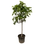 Kép 2/2 - Ficus carica 'Brogiotto Nero' / Termő füge bokor (1/2 törzses)