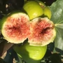 Kép 2/2 - Ficus carica 'Zöld Óriás' / Termő füge bokor