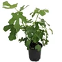 Kép 1/2 - Ficus carica 'Zöld Óriás' / Termő füge bokor