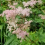 Kép 2/2 - Filipendula palmata / Pálmalevelű legyezőfű