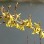Kép 2/2 - Forsythia viridissima var. koreana 'Kumson'/ Koreai aranyvessző