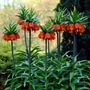 Kép 2/2 - Fritillaria imperialis 'Rubra' / Császárkorona