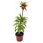 Kép 1/2 - Fritillaria imperialis 'Rubra' / Császárkorona