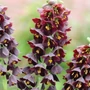 Kép 2/2 - Fritillaria persica / Perzsa császárkorona virághagyma